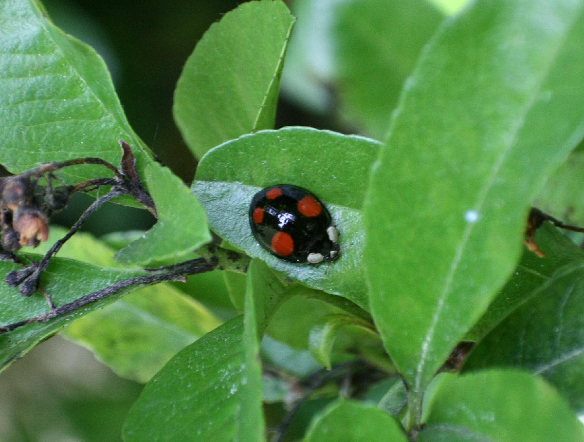 Harmonia axyridis ?